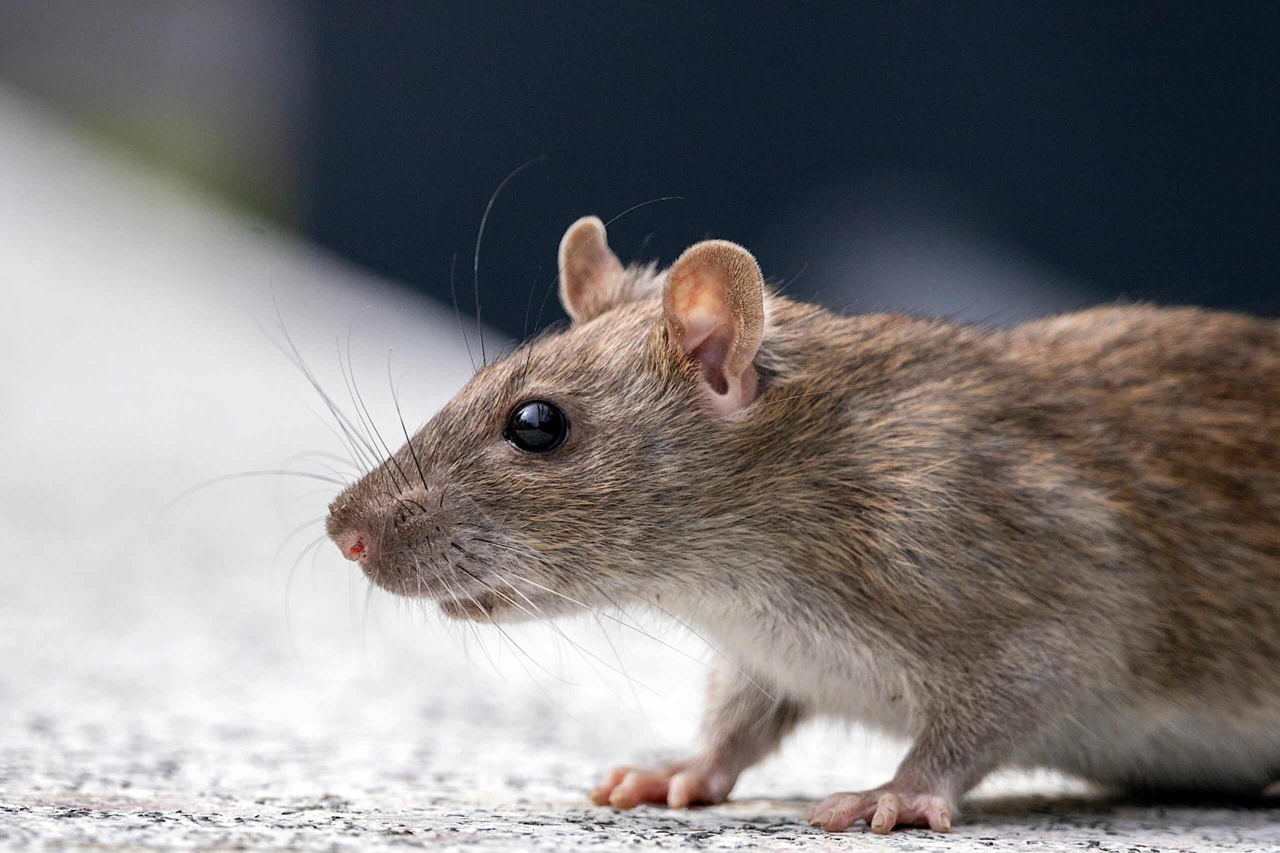rat domestique