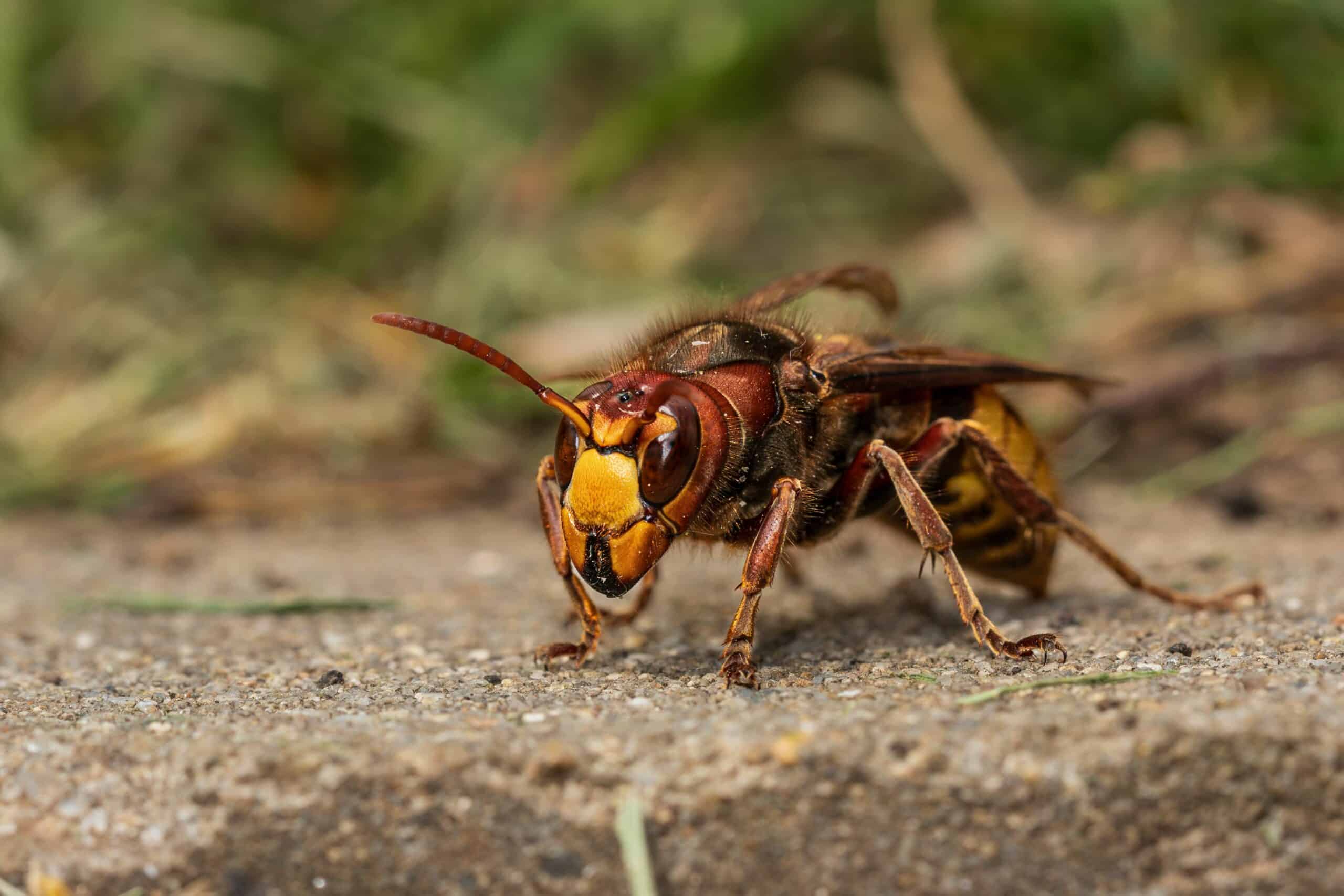 frelon européen vespa crabro