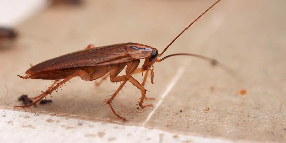 Infestation de blattes cafards désinsectisation Essonne 91