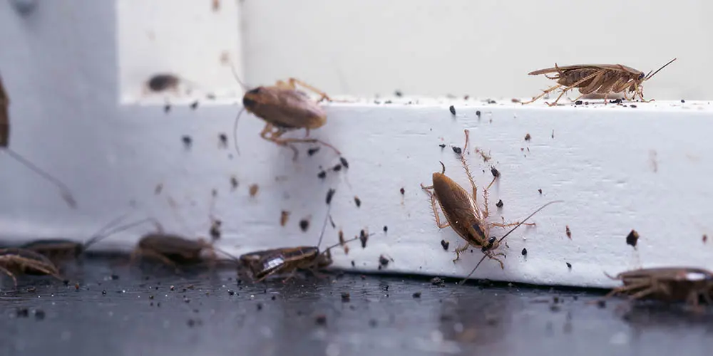 Infestation de blattes - désinsectisation Essonne 91