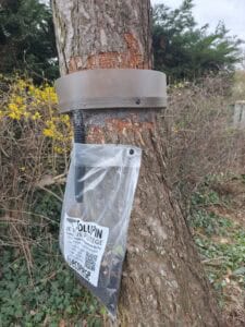 Pose d'un écopiège pour chenilles processionnaires Essonne 91